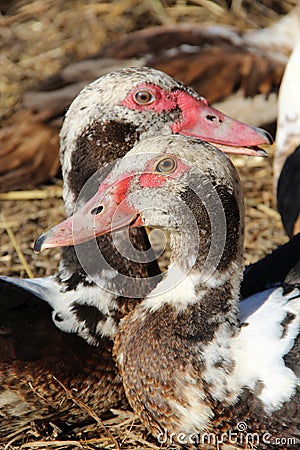 Muscovy ducks have a rest in poultry. Duck friendship. Couple of beloved Stock Photo