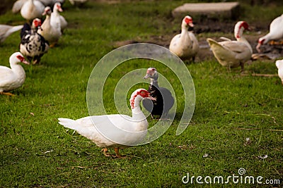 Muscovy ducks roaming on the grass in Organic Farm in Thailand. Stock Photo
