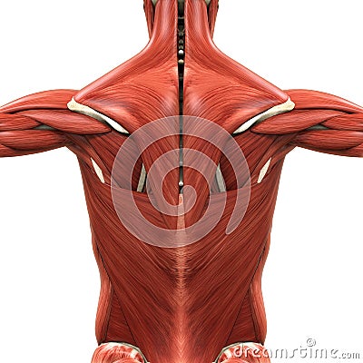 Muscular Anatomy Of The Back Stock Photos - Image: 32779513