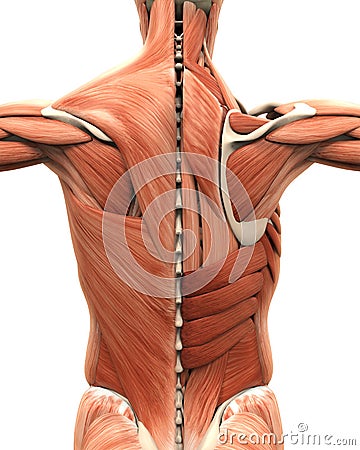 Muscular Anatomy of the Back Stock Photo