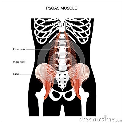 Muscular pelvis concept Vector Illustration