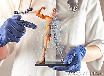 Muscular system of human body on 3d model. Healthy strong men muscles. Anotomical skinless musculature Stock Photo