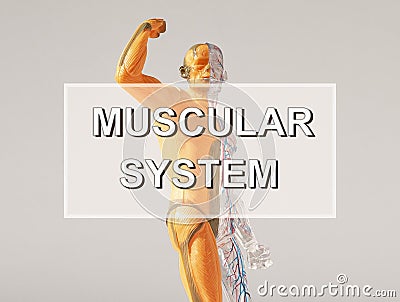 Muscular system of human body. Muscle anatomy. Musculature structure of skinless model Stock Photo