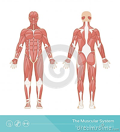 The muscular system Vector Illustration