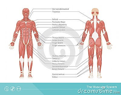 The muscular system Vector Illustration