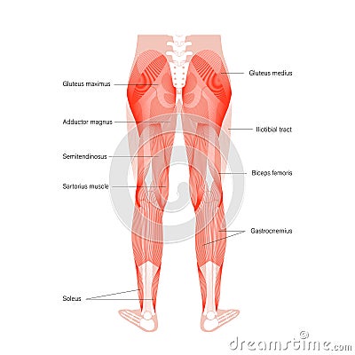 Muscular system legs Vector Illustration