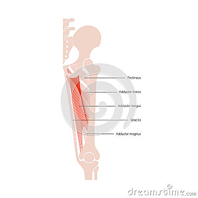 Muscular system legs Vector Illustration