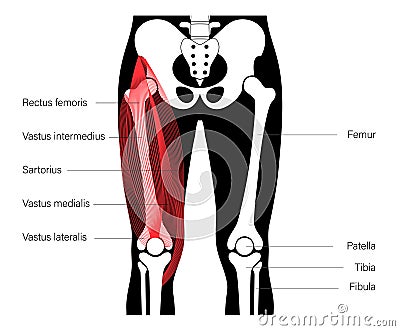 Muscular system legs Vector Illustration