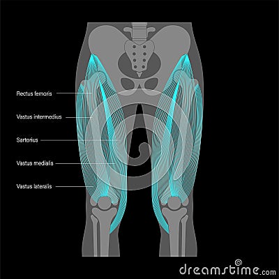 Muscular system legs Vector Illustration