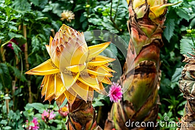 Musella lasiocarpa, known as Chinese dwarf banana, golden lotus banana or Chinese yellow banana, yellow extraordinary flower Stock Photo