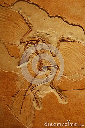 American Museum of Natural History. New York.. Fossils minerals dinosaurs dioramas. Archeopteryx Editorial Stock Photo