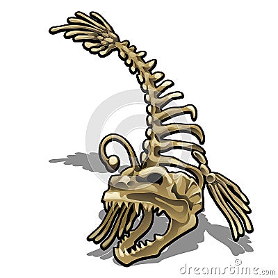 Museum exhibit the skeleton of a fish anglerfish isolated on white background. Vector illustration. Vector Illustration