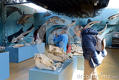 Museum of marine birds and mammals on the estate of Harberton. Editorial Stock Photo