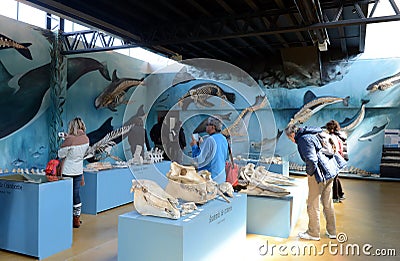 Museum of marine birds and mammals on the estate of Harberton. Editorial Stock Photo