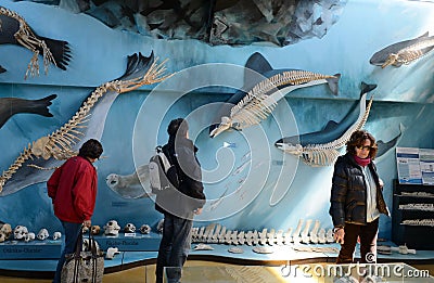 Museum of marine birds and mammals on the estate of Harberton. Editorial Stock Photo