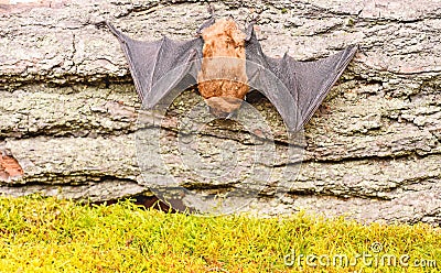 Museum of nature. Mammals naturally capable of true and sustained flight. Eyes bat species small poorly developed. Bat Stock Photo