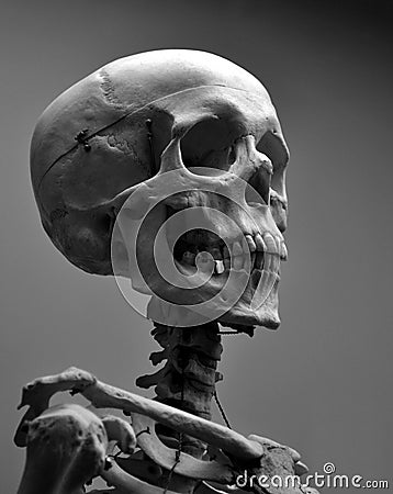 Museum Quality Human Skull Skeleton Editorial Stock Photo