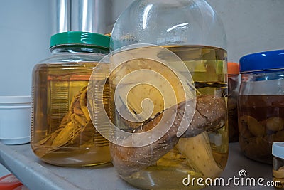 Museum shelves with specimens preserved in formalin glass jars Editorial Stock Photo