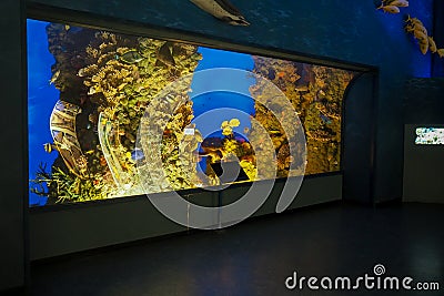 Museum of Zoology in Rome, Italy Editorial Stock Photo