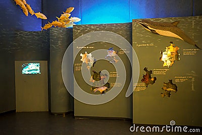 Museum of Zoology in Rome, Italy Editorial Stock Photo