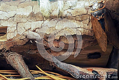 Museum of Zoology in Rome, Italy Editorial Stock Photo