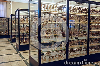 Museum of Zoology in Rome, Italy Editorial Stock Photo