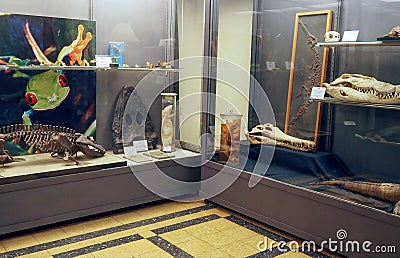 Museum of Zoology in Rome, Italy Editorial Stock Photo