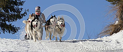 Dog sledding winter race, Zuberec, Slovakia, Mushing Editorial Stock Photo