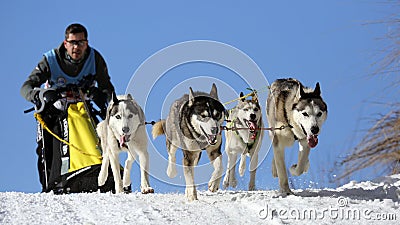 Dog sledding winter race, Zuberec, Slovakia, Mushing Editorial Stock Photo