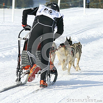 Musher and sportive dogs Editorial Stock Photo