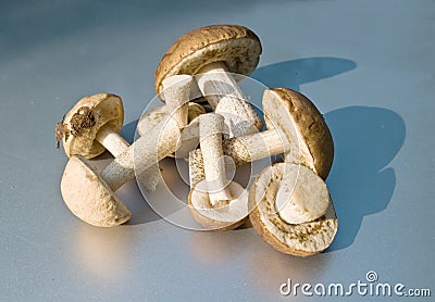 Mushroom Stock Photo