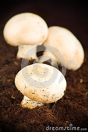 Mushroom Stock Photo