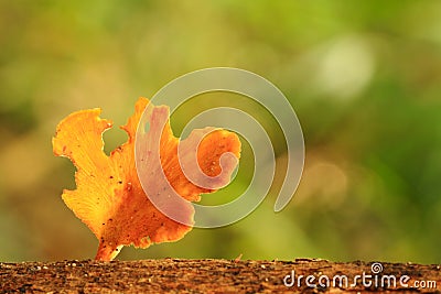 Mushroom Stock Photo