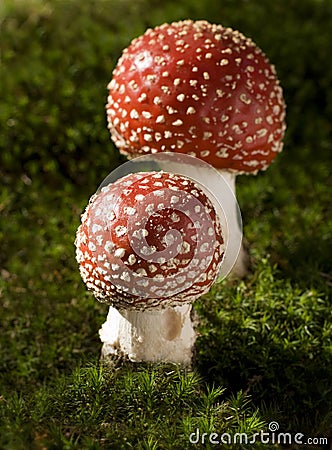 Mushroom Stock Photo