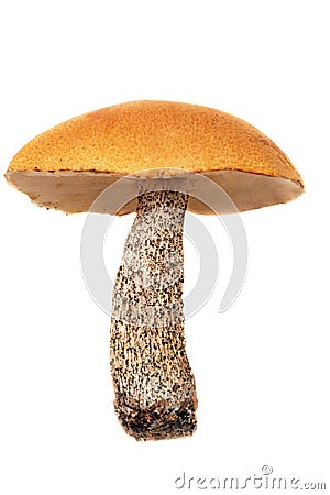 Mushroom. Stock Photo