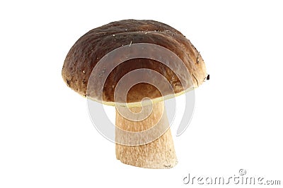 Mushroom Stock Photo