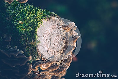 Mushroom against the bark of a tree, Hen-of-the-wood, Grifola frondosa fungus, Autumn picture in the forest, city park, Amsterdam Stock Photo