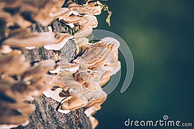 Mushroom against the bark of a tree, Hen-of-the-wood, Grifola frondosa fungus, Autumn picture in the forest, city park, Amsterdam Stock Photo