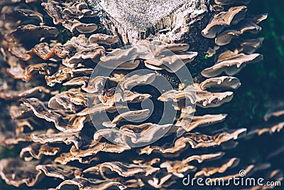 Mushroom against the bark of a tree, Hen-of-the-wood, Grifola frondosa fungus, Autumn picture in the forest, city park, Amsterdam Stock Photo