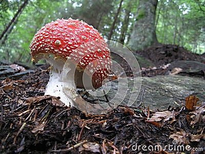 Mushroom - Amanita muscaria - Fly agaric Stock Photo