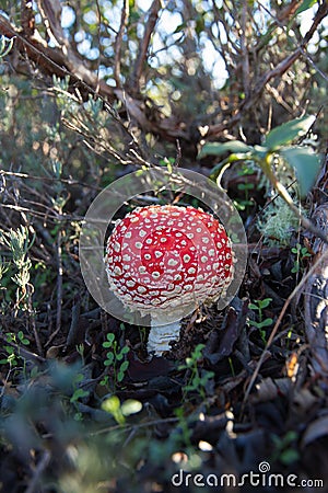 Mushroom Amanita muscaria Stock Photo