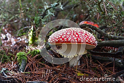 Mushroom Amanita muscaria Stock Photo