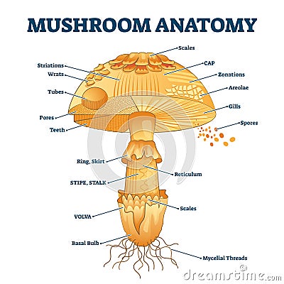 Mushroom anatomy labeled biology diagram vector illustration Vector Illustration