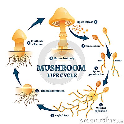 Mushroom anatomy life cycle stages diagram Vector Illustration