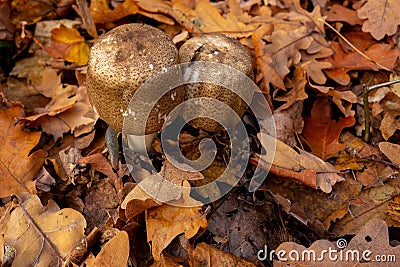 Mushroom in autumn forest. Group of big brown mushrooms is surrounded by fallen yellow and red leaves. Close-up image of harvest Stock Photo