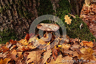 Mushroom in autumn forest near a tree trunk covered by moss. Big brown mushroom surrounded by yellow and red leaves. Close-up Stock Photo