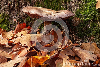 Mushroom in autumn forest near a tree trunk covered by moss. Big brown mushroom surrounded by yellow and red leaves. Close-up Stock Photo