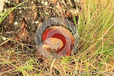 Mushroom boletus erythropus Stock Photo