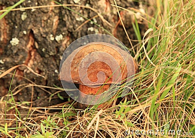 Mushroom boletus erythropus Stock Photo