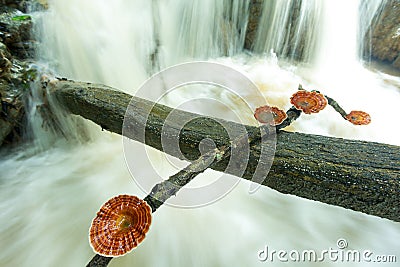 Mushroom on the branch The back is a waterfall Stock Photo